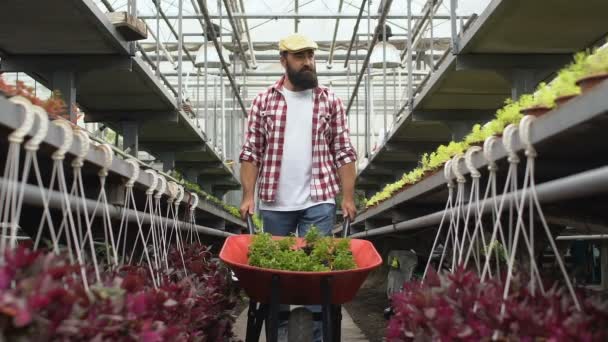 Boer wandelen met een handkar door plantenrijen in het hothouse en het controleren van planten — Stockvideo