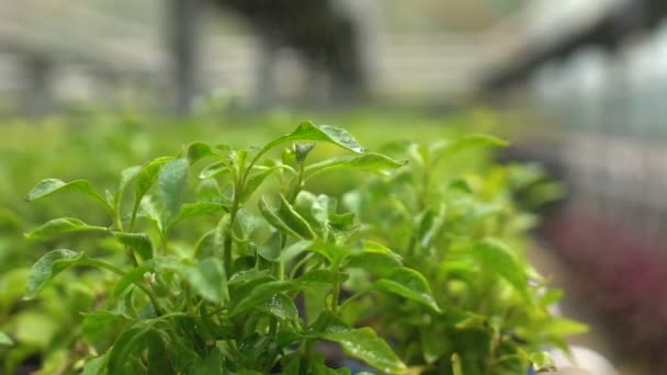 Agua rociada sobre plantas verdes en invernadero, agricultura orgánica nutrición fresca — Vídeos de Stock