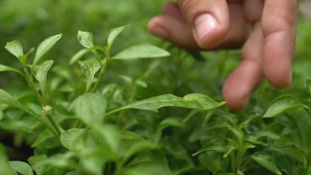 Φύλλα κοπής με το χέρι ανθρώπου από φυτά, βιολογική γεωργία, που παράγουν υγιεινή διατροφή — Αρχείο Βίντεο