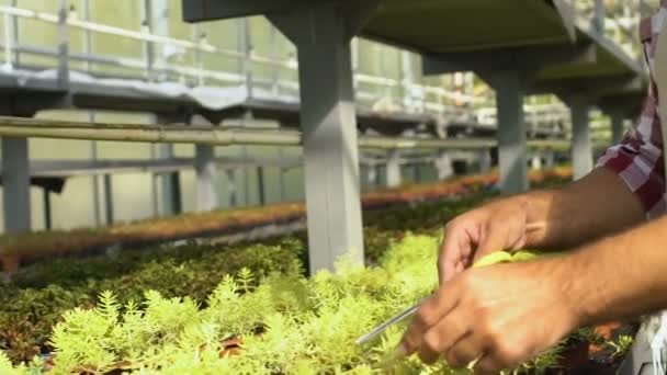 Bonito homem barbudo cortando plantas decorativas em vasos, formando forma, jardim — Vídeo de Stock