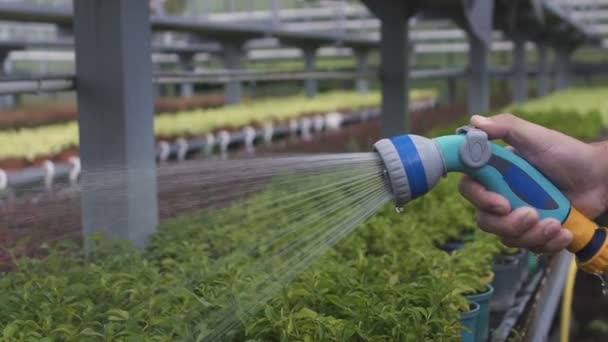 Agricultor regar plantas de mangueira de irrigação em estufa, negócio agrícola, trabalho — Vídeo de Stock