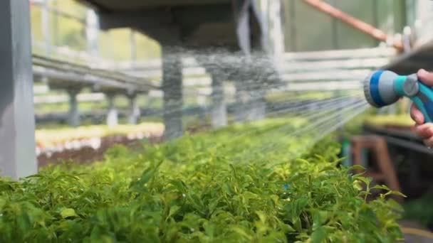 Trädgårdsmästare med bevattningsslang och bevattningskrukor med växter i växthus — Stockvideo