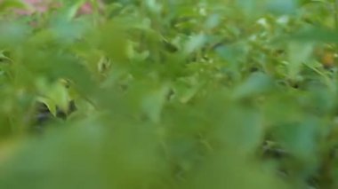 Yeşil bitki filizlerini kontrol eden çiftçi, tarımsal ürün kalitesi, elleri yakın çekim