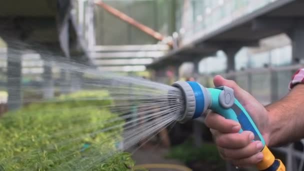 Šťastný zemědělec zavlažování rostlin pomocí zavlažovací hadice, ekologické šlechtění rostlin — Stock video