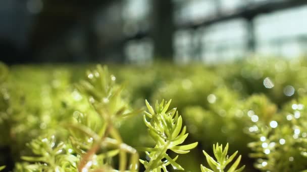 Våta dekorativa växter stående i växthus, trädgårdsskötsel, vattning — Stockvideo