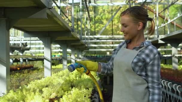 Radosna pani rolnik trzyma wąż nawadniający i podlewania roślin w szklarni — Wideo stockowe