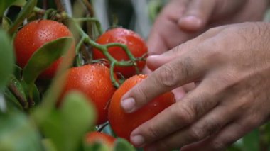 Çiftçi seradaki domates bitkileriyle, tarım işiyle, işiyle ilgileniyor.