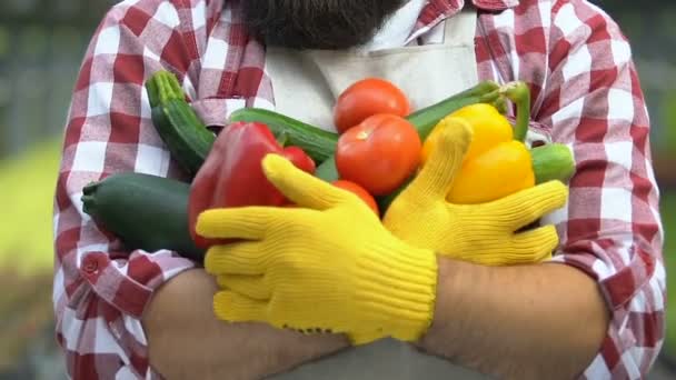 Agriculturalist smiling camera holding fresh vegetables in hands, harvesting — Stock Video