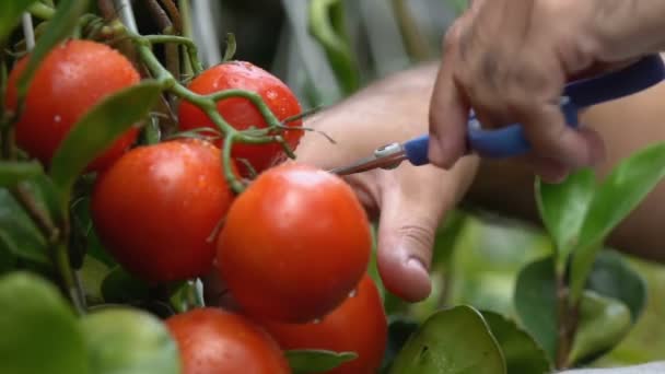 Jardinero recogiendo tomates poniendo verduras en caja de madera, comida fresca, trabajo — Vídeo de stock