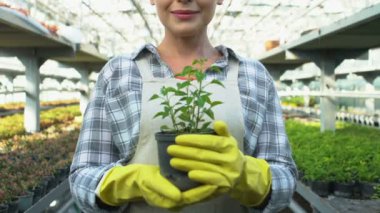 Yeşil saksı, tarım işi ve ekoloji gösteren eldivenli gülümseyen kadın.