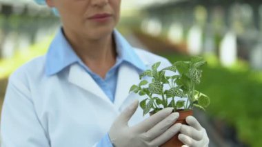 Bitki yapraklarını, çevre analizini, tarımı inceleyen botanik uzmanı