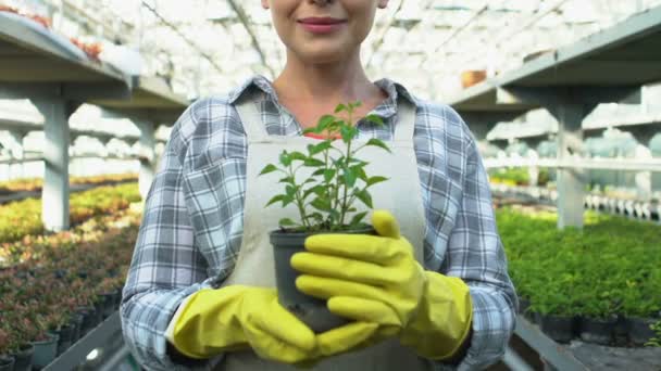 Glimlachende vrouw in handschoenen tonen groene plant pot, landbouwbedrijf, ecologie — Stockvideo