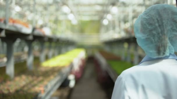 Woman scientist in protective uniform standing in greenhouse back view, research — Stock Video