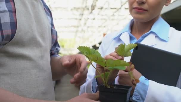 Фермер холдинг горшок с растениями говорить с женщиной ученого, парниковые условия — стоковое видео