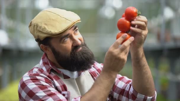 Šťastný muž vonící čerstvými rajčaty ve skleníku, farmář hrdý na bohatou sklizeň — Stock video