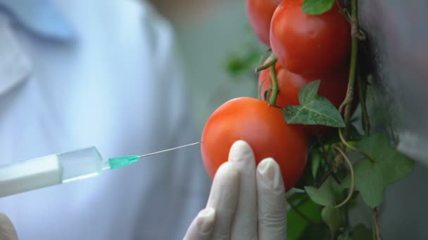 Onderzoeker injecteren van groenten met groeihormonen, uitvoeren van lab-experiment — Stockvideo