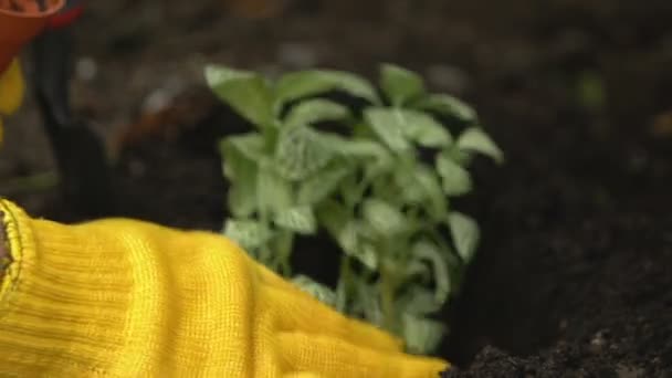 Männliche Hände Handschuhe Pflanzen von grünen Sämlingen in der Erde durch Gartenschaufel, Gewächshaus — Stockvideo