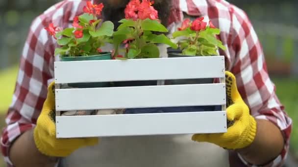 Feliz trabajador de invernadero sosteniendo plantas de flores en caja de madera, trabajo en el campo — Vídeo de stock