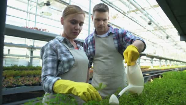 Пара поливающих зеленые саженцы в теплице вместе, семейный фермерский бизнес — стоковое видео
