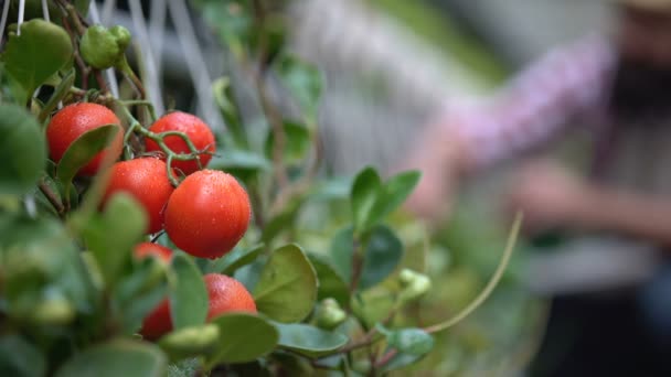 Tomates orgánicos frescos de cerca, hombre trabajando en huerta, bio-agricultura — Vídeo de stock