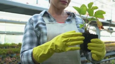 Bahçecilik uzmanı tohum ekiyor serada çalışıyor, bahçe işleriyle uğraşıyor.