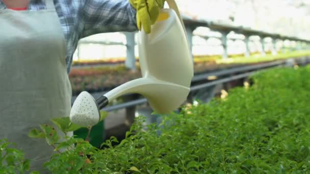 Mujer en delantal riego plantas en crecimiento trabajando en invernadero, pasatiempo horticultura — Vídeo de stock
