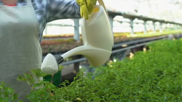 Femme en tablier arrosage de plantes en croissance travaillant en serre, passe-temps de l'horticulture — Video