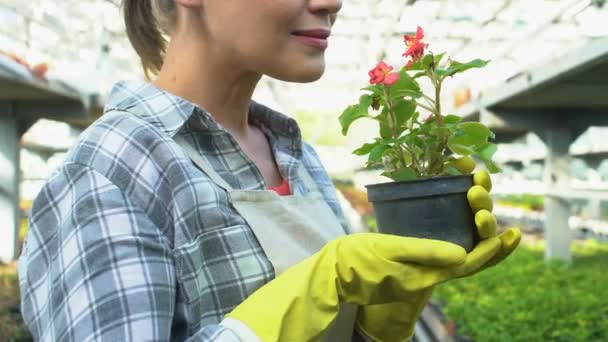 Mujer trabajadora de invernadero olfateando flores en maceta, fitomejoramiento, floricultura — Vídeo de stock