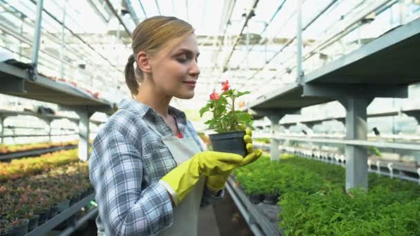Ευτυχισμένη γυναίκα μυρίζοντας λουλούδι γλάστρα σε θερμοκήπιο, κηπουρική startup επιχείρηση — Αρχείο Βίντεο