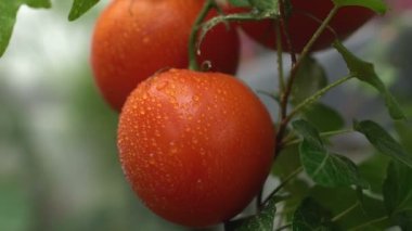 Appetizing red tomato with water drops hanging on branch, fresh organic food