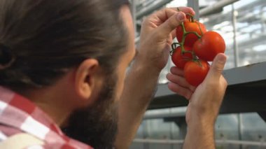 Skilled farmer checking fresh tomatoes on branch in greenhouse, product quality