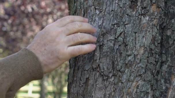 Mano masculina tocando el árbol en el parque, recreación saludable, preservación del ecosistema — Vídeo de stock