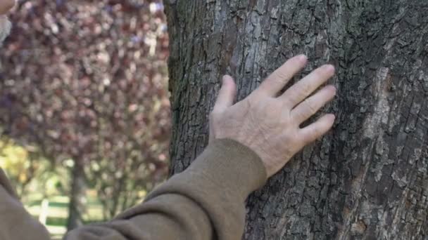 Ηλικιωμένος καυκάσιος που απλώνει χέρι στο δέντρο, σύνδεση με τη φύση, ξεκούραση στην ύπαιθρο — Αρχείο Βίντεο