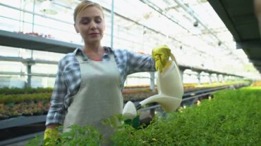 Serada yeşil fideleri sulayan neşeli kadın, organik gıda üretimi