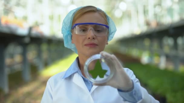 Szelektív tenyésztési kutatást végző növénymintát vizsgáló biológia tudós — Stock videók