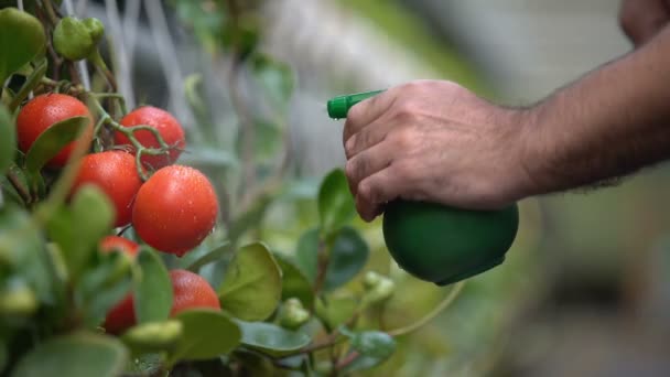 Rolnik stosujący spray szkodników na pomidory w szklarni, środki ochrony roślin — Wideo stockowe