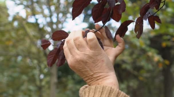 Frohes reifes Weibchen untersucht Herbstbaumblätter im Garten, Rentnerhobby — Stockvideo