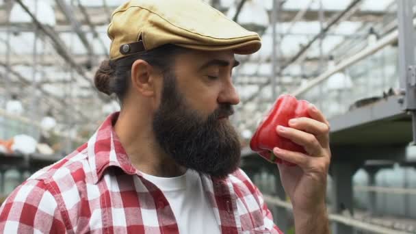 Handsome bearded farmer smelling pepper in greenhouse, agriculture business — Stock Video