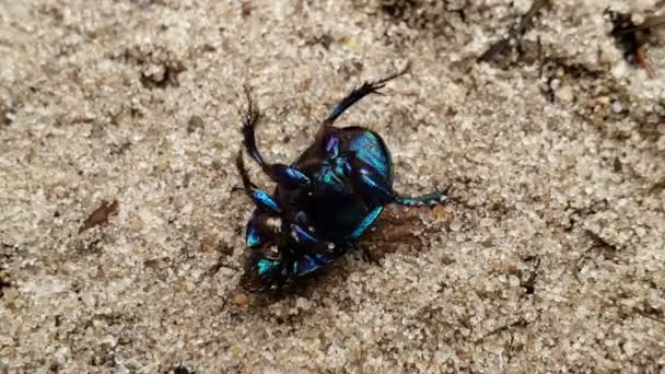 Besouro preto deitado no chão, inseto de cor metálica na floresta, entomologia — Vídeo de Stock