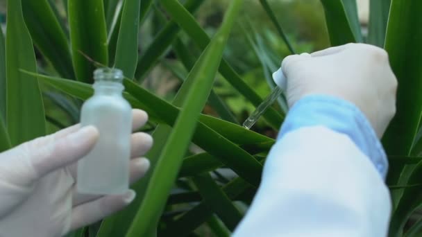 Cientista fêmea colhendo amostra líquida da folha da planta, experimento ecológico — Vídeo de Stock