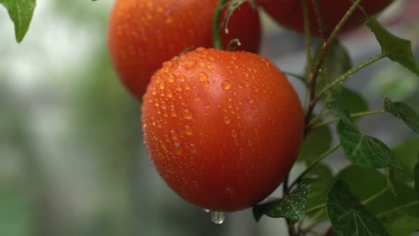 Vatten besprutas på vacker röd tomat hängande på gren, ekologisk icke-gmo odling — Stockvideo