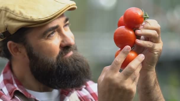 Agricoltore barbuto ammirando pomodori, avendo cura di verdure biologiche fresche, cibo ecologico — Video Stock