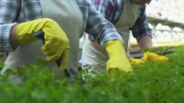 Erkek ve dişi sera işçileri büyüyen bitkilerle, çiftçilikle ilgileniyorlar. — Stok video