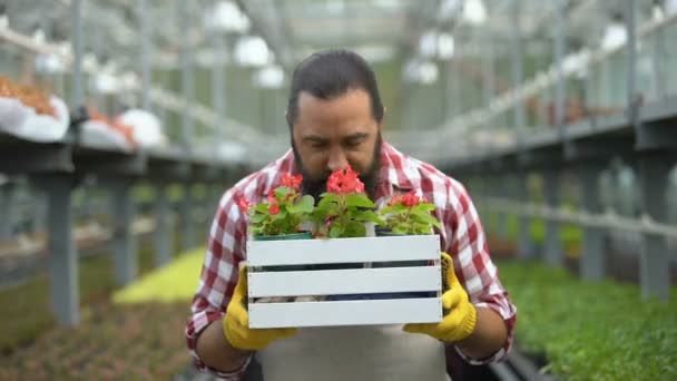 Feliz agricultor olfateando hermosas flores en invernadero, negocio exitoso — Vídeo de stock