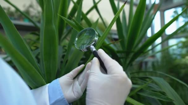 Χέρια του ερευνητή μελετώντας φύλλα φυτών μέσα από μεγεθυντικό φακό, επιστήμη — Αρχείο Βίντεο