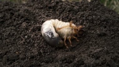 Böcek kurtçuğu yerde hareket ediyor, toprakta beyaz larva, böcek başkalaşımı, doğa.
