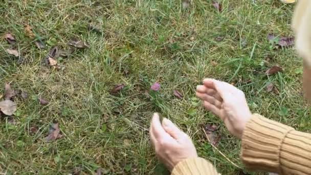 Zestárlá fena obdivující rostoucí květinu na poli, pečující o přírodu, ekologii — Stock video