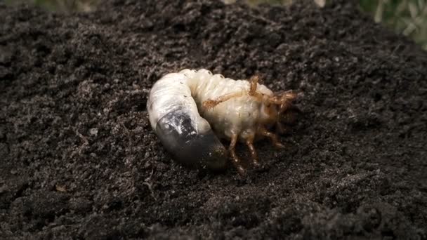 Bug maggot moving on ground, white grub in soil, insect metamorphosis, nature — Stock Video