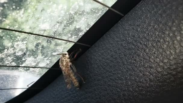 Vliegend insect onder glas probeert eruit te komen, wildlife organisme, entomologie — Stockvideo