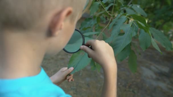 Giovane botanico guardando attraverso lente di ingrandimento a foglia, l'apprendimento delle piante scienza — Video Stock